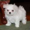 Nice-Charming-Teacup-maltese-Puppies-for-Christmas